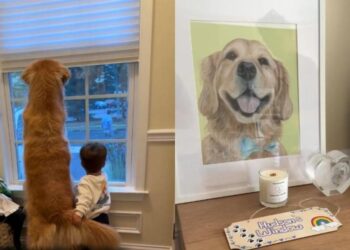 The Place This Golden Retriever Loved Most Lives on in the Sweetest Way