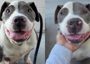 Shelter Dog Gets Desperate To Leave Her Kennel, Unaware One Day She Won’t Have To Return