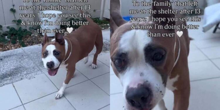 Senior Shelter Dog Left Behind by the Only Family She Ever Knew Has a Message for Them
