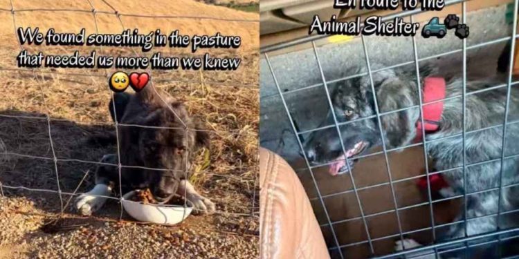 Stray Dog Walks up to Humans, Not Knowing Rescue, Shelter & a New Beginning Awaits Her
