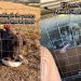 Stray Dog Walks up to Humans, Not Knowing Rescue, Shelter & a New Beginning Awaits Her