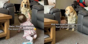 Golden Retriever Is in Disbelief After Baby Sibling Tells Her Off