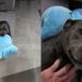Human Really Upsets Dog by Coming Home Late, Not Realizing How Much She Missed Him