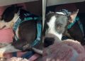 Human Learns Shelter Dog’s Behavior Is Reminder of the Life He Once Had With Someone He Loved