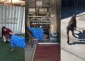 ‘Overlooked’ Shelter Dog Thinks His Time Has Run Out, Until Something Unthinkable Happens