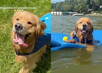 Golden Retriever Is Unprepared for What He’ll Do While Visiting Grandparents’ House