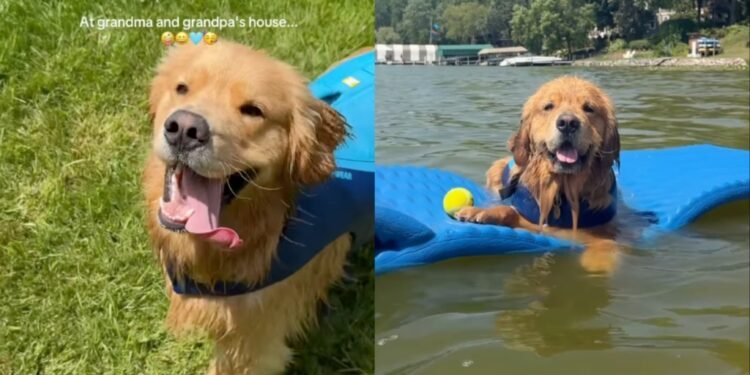 Golden Retriever Is Unprepared for What He’ll Do While Visiting Grandparents’ House