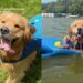 Golden Retriever Is Unprepared for What He’ll Do While Visiting Grandparents’ House