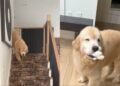 Golden Retriever Always Waits for Human To Return Home, Then Brings His Toys To Greet Her