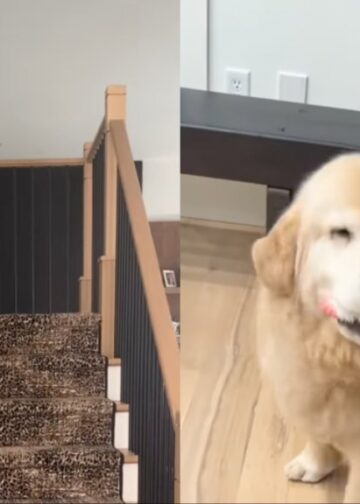 Golden Retriever Always Waits for Human To Return Home, Then Brings His Toys To Greet Her