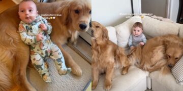 Golden Retrievers Fall in Love With Baby One Core Memory at a Time