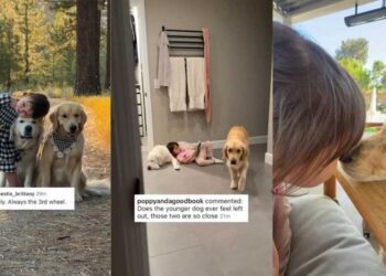 Toddler Can’t Hug Both Golden Retrievers at Once, So She Makes Sure Neither Feels Left Out