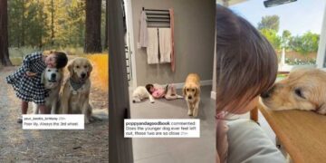 Toddler Can’t Hug Both Golden Retrievers at Once, So She Makes Sure Neither Feels Left Out