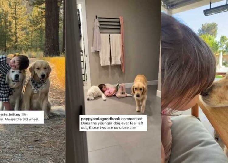 Toddler Can’t Hug Both Golden Retrievers at Once, So She Makes Sure Neither Feels Left Out