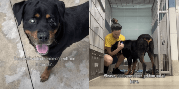 Blind Senior Dog Finds Shelter Overwhelming but Loves the Outside World