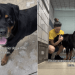 Blind Senior Dog Finds Shelter Overwhelming but Loves the Outside World