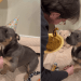 Dog’s Loving Gaze Says It All During His Sweet 6th Birthday Celebration