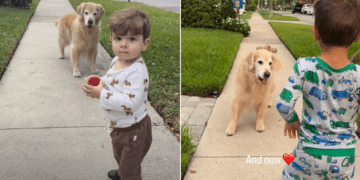 Toddler Recreates Sweet Moment With Golden Retriever Years Later & Not Much Has Changed