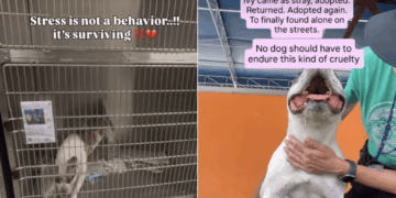 Shelter Dog Was Failed More Than Once & Now She Barely Survives in Kennel