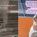 Shelter Dog Was Failed More Than Once & Now She Barely Survives in Kennel