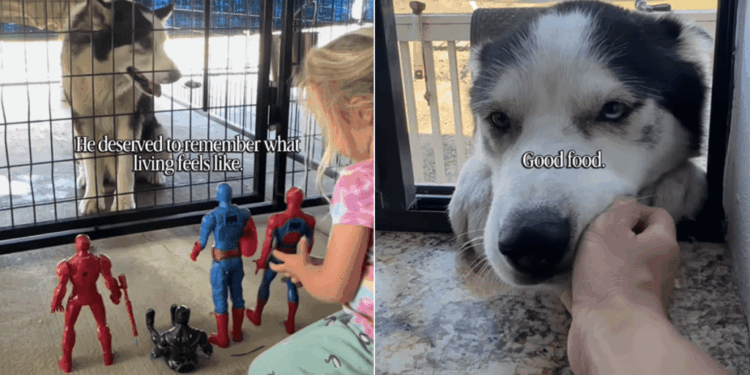 Oldest Shelter Dog’s Weekend Getaway With Kids Brings Out His Real Personality