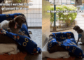 Shelter Dog Has People ‘Gasping at His Face’ & a Glow-up Doesn’t Help
