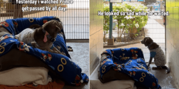 Shelter Dog Has People ‘Gasping at His Face’ & a Glow-up Doesn’t Help