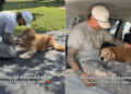Human Meets Rehomed Golden Retriever After Adoption & It’s Like They’ve Always Been Family