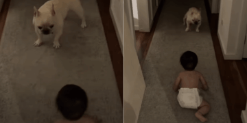 Dog Can’t Believe His Own Eyes Over Baby’s Crawling Milestone