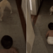Dog Can’t Believe His Own Eyes Over Baby’s Crawling Milestone