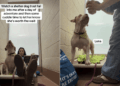 Shelter Dog’s Trust Fall on Human Speaks Volumes About Her Loving Heart