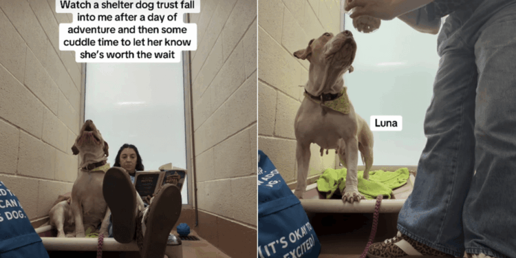 Shelter Dog’s Trust Fall on Human Speaks Volumes About Her Loving Heart
