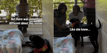 Shelter Dog Thought Human Was Just Passing By, Unaware That Her Life Was About To Change