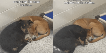 Dogs Found Chasing a Truck That Left Them Behind Find Comfort in Each Other