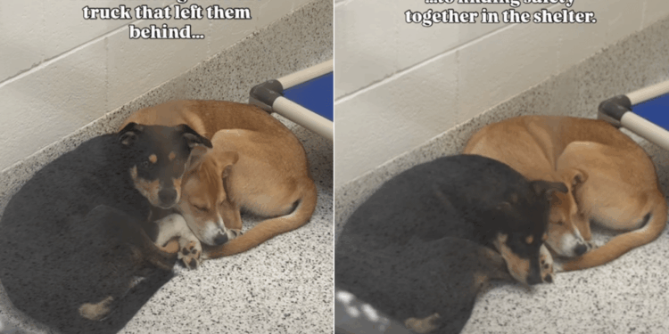 Dogs Found Chasing a Truck That Left Them Behind Find Comfort in Each Other