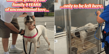 Senior Shelter Dog Gave Family Unconditional Love Only To Be Left Alone in a Kennel