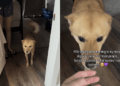 Rescue Dog Takes a Step Back While Greeting Human, Scared To Trust but Still Willing To Try
