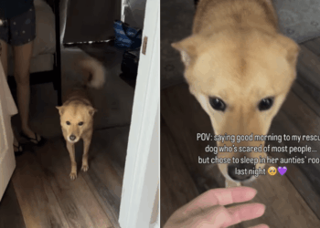 Rescue Dog Takes a Step Back While Greeting Human, Scared To Trust but Still Willing To Try