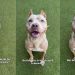 Shelter Dog With Cropped Ears Who Waited for a Family To Love Her Finally Gets Adopted