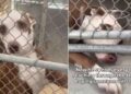 Shelter Dog’s Tiny Paw Reaches Out of Kennel, Hoping Someone Will Hold It