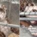 Shelter Dog’s Tiny Paw Reaches Out of Kennel, Hoping Someone Will Hold It