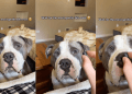 Human Realizes She Never Has To Worry About Dog Because He Knows Exactly How Gentle To Be