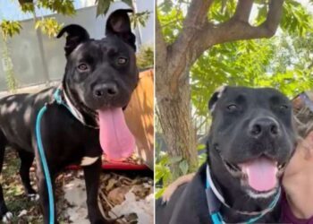 Shelter Dog Suddenly Walks Out of Her Kennel Toward Human Who Knows Her Heartbreaking Story