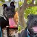 Shelter Dog Suddenly Walks Out of Her Kennel Toward Human Who Knows Her Heartbreaking Story