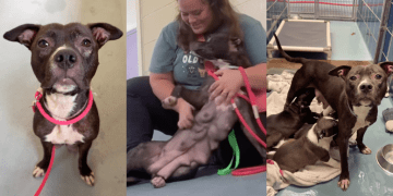 Mama Shelter Dog Accepts Human’s Help, Knowing Her Babies Are Safe Enough for Her To Rest