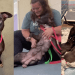 Mama Shelter Dog Accepts Human’s Help, Knowing Her Babies Are Safe Enough for Her To Rest