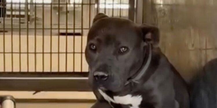 Dog Returned To Shelter for His ‘Bad Color’ Sits Heartbroken Waiting for a Second Chance