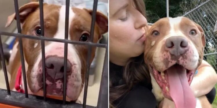 Shelter Dog Has No Adoption Interests Despite Becoming Hugely Famous