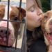 Shelter Dog Has No Adoption Interests Despite Becoming Hugely Famous