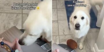Golden Retriever Approaches Baby With a Hidden Motive, but Mom Catches Him in the Act